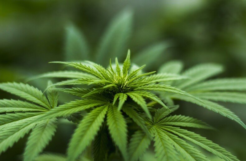 Hemp Clothing